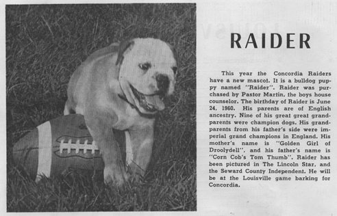Raider dog